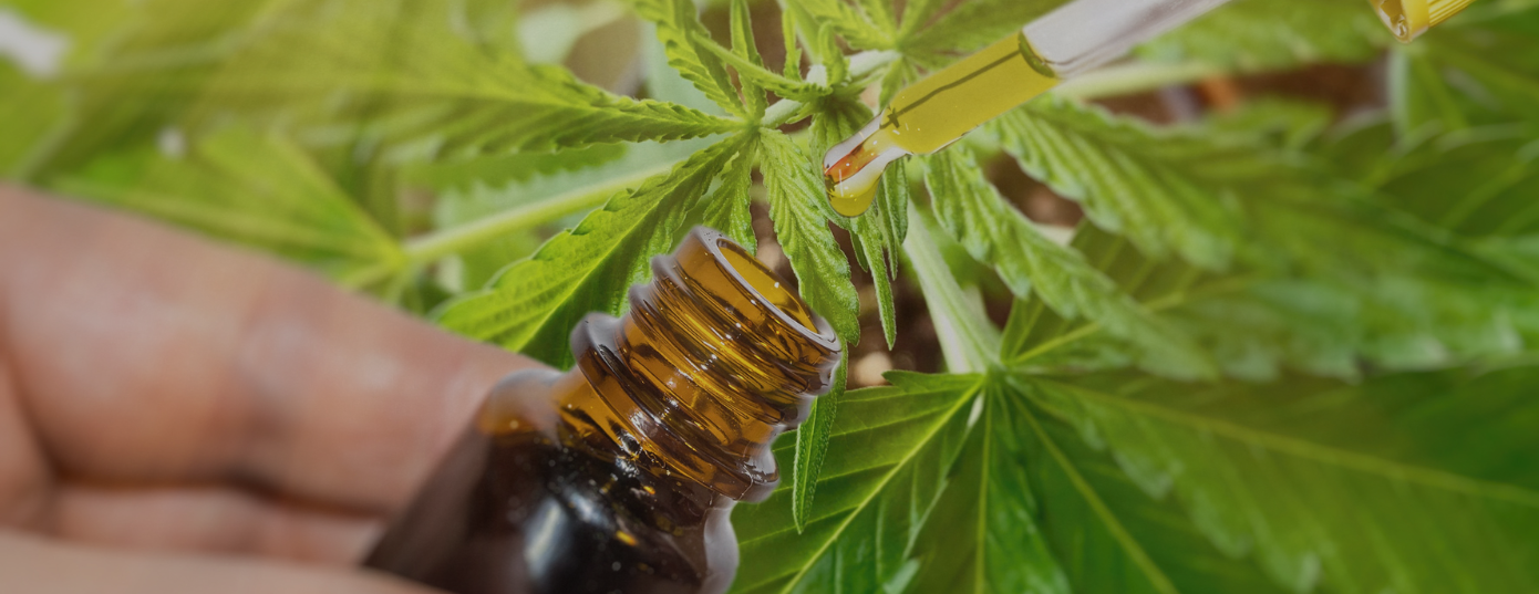 persons hand collecting CBD oil from a hemp plant