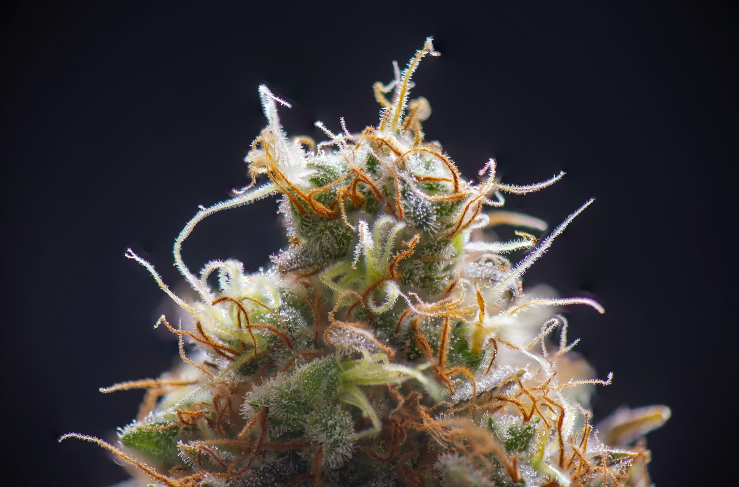 A beautiful close-up shows good weed dripping with trichomes