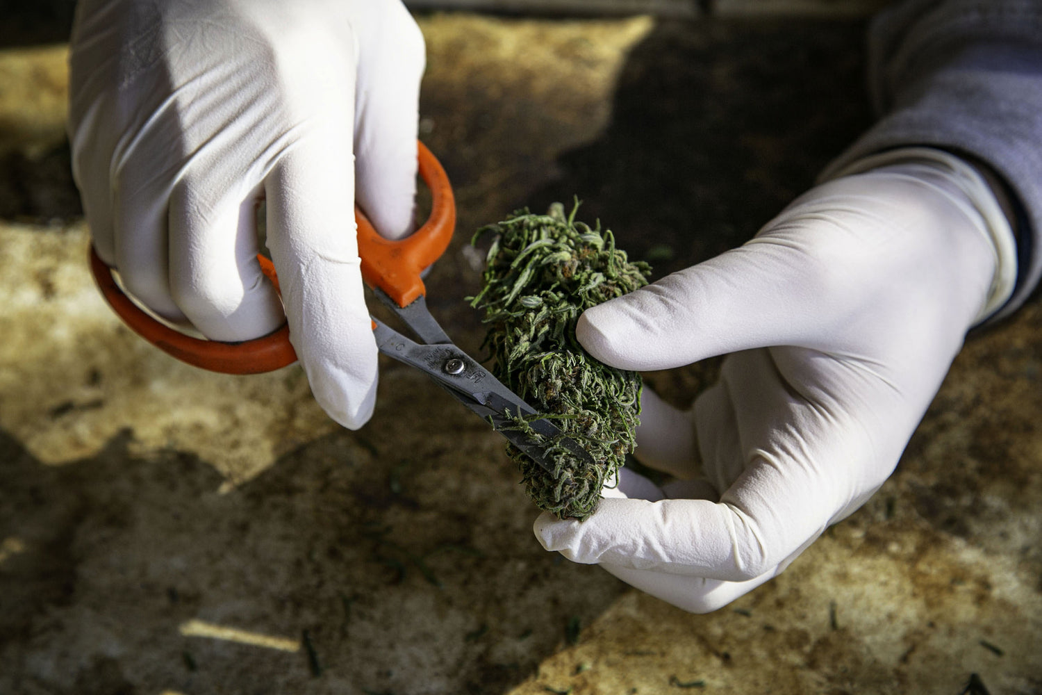 A man uses orange scissors to grind weed.