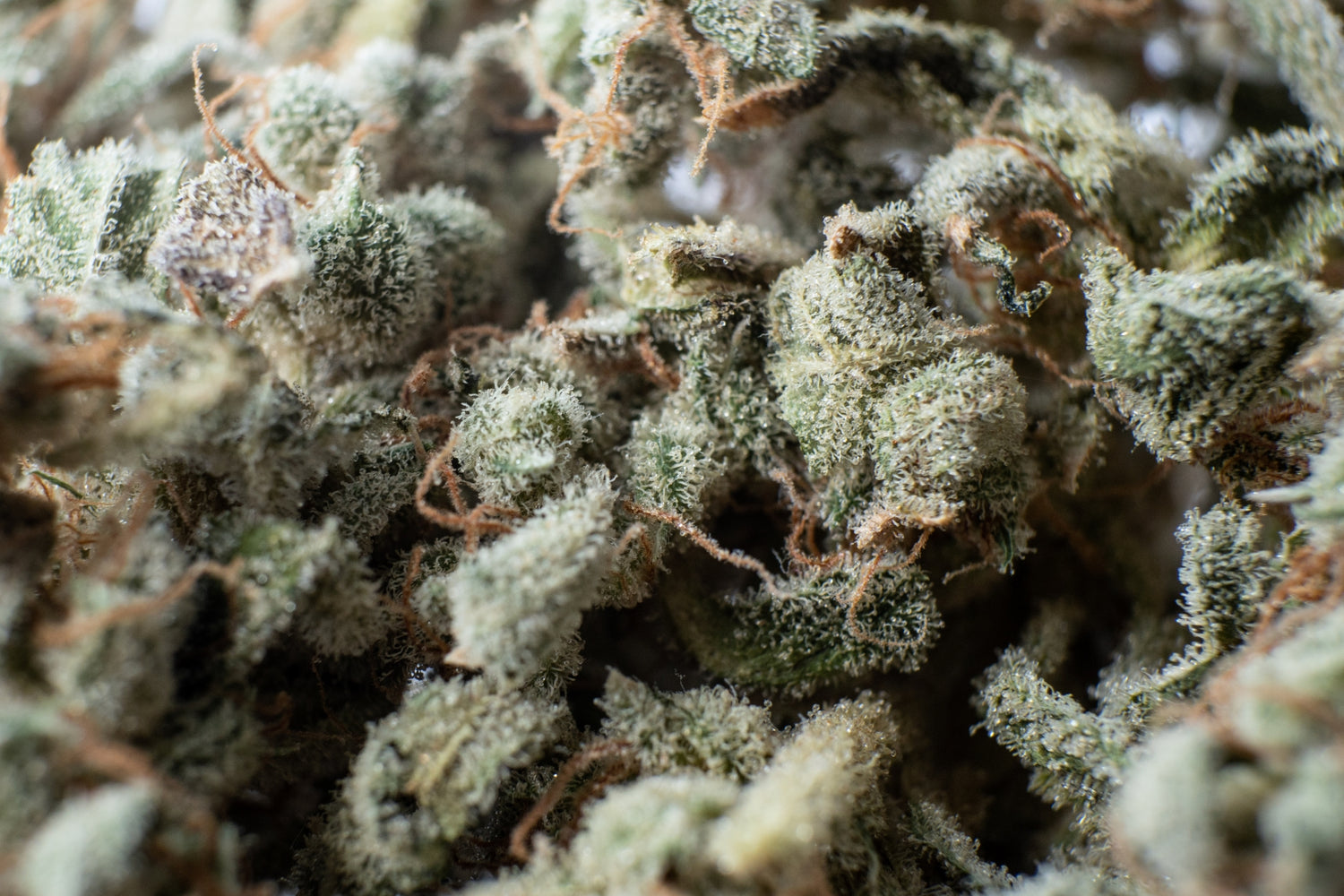 A macro shot of cannabis reveals beautiful sparkling trichomes