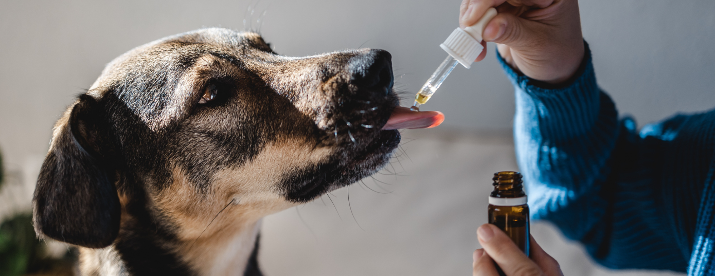 dog taking CBD oil