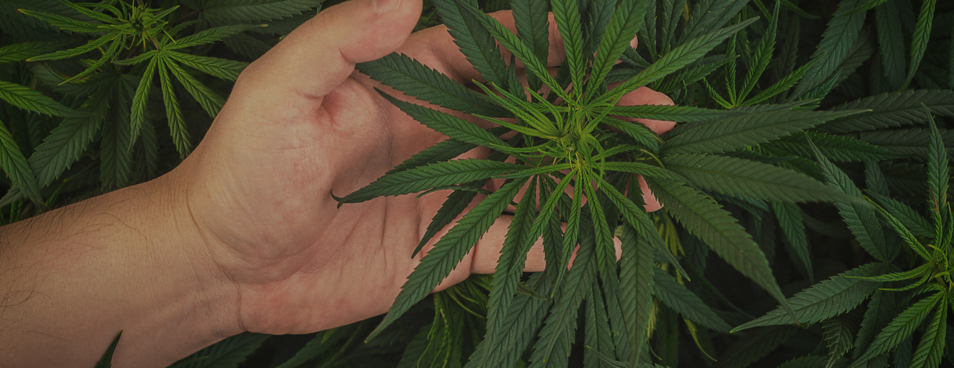 growing own cannabis