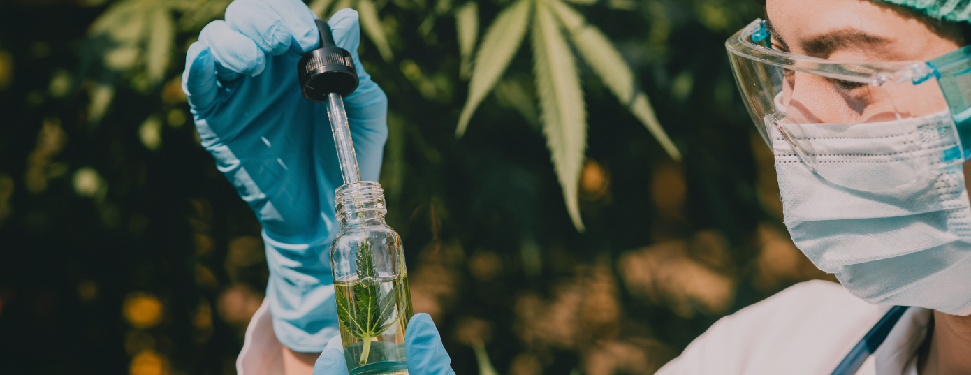 Experte für Cannabislabor und -anbau