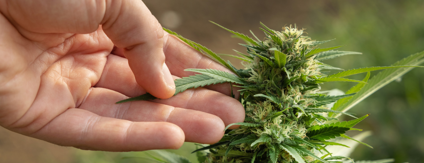 hand touching a cannabis plant