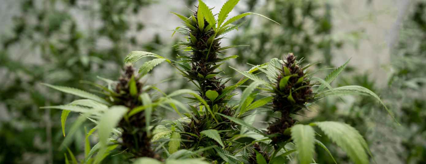 cannabis plant growing in winter