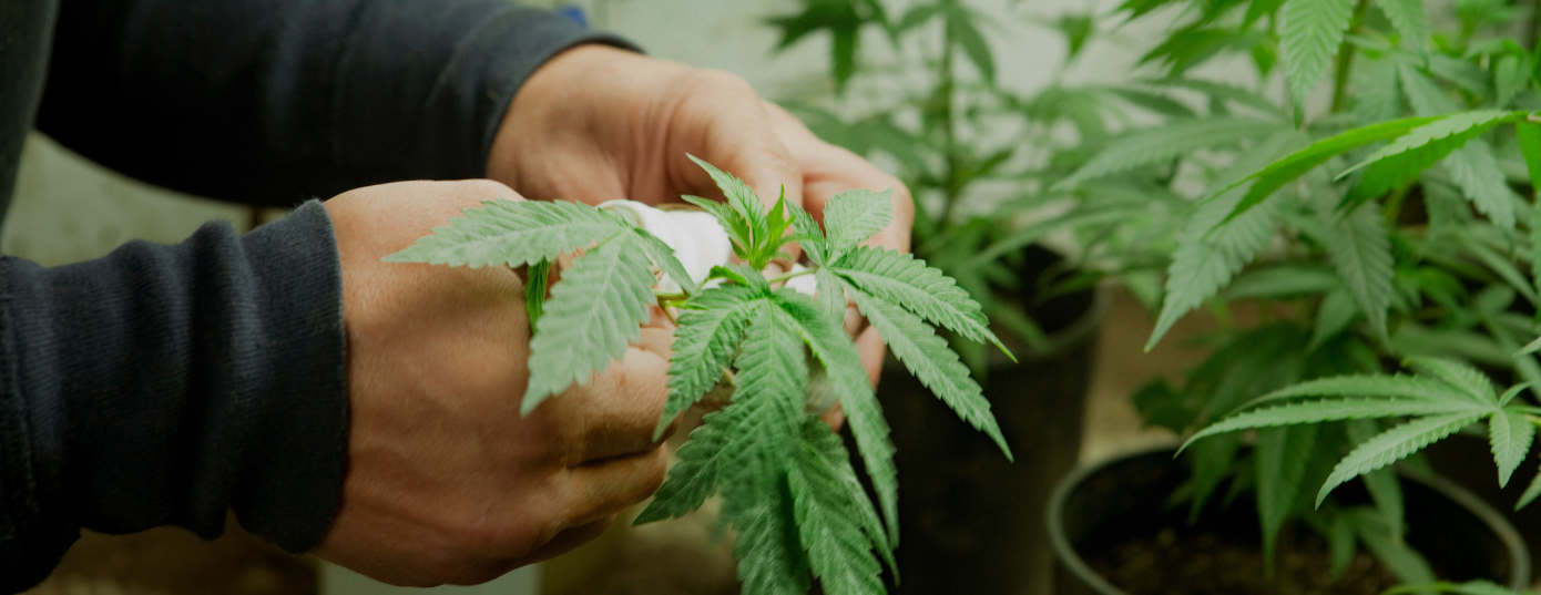 cannabis plant in hand