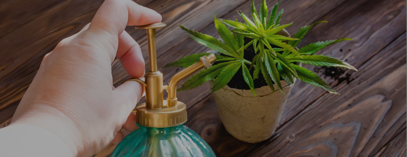 cannabis plant inside