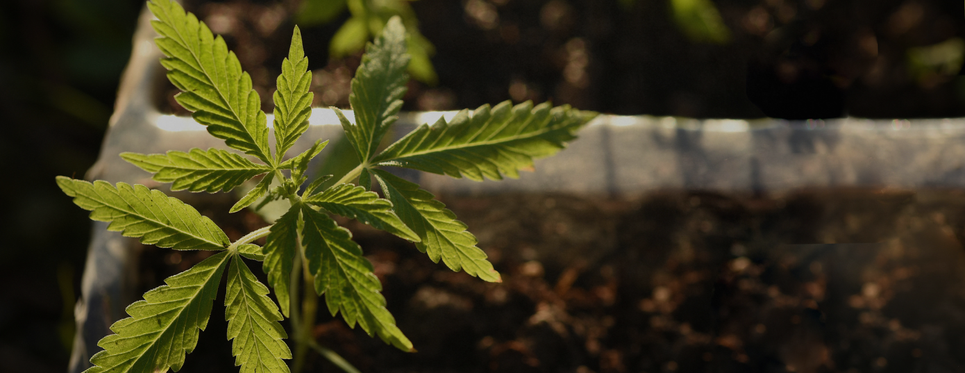 cannabis plant growing