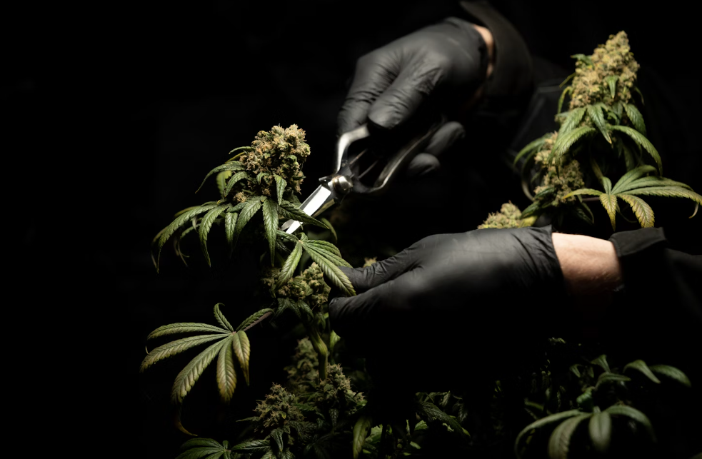 cutting hemp flower buds