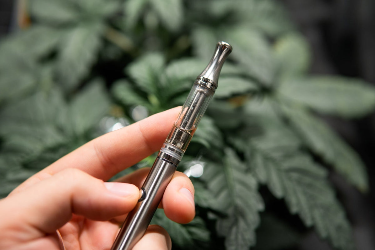 A person holds a dab pen in front of a plant with beautiful green cannabis leaves