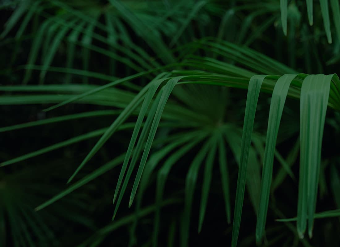 green palm leaves