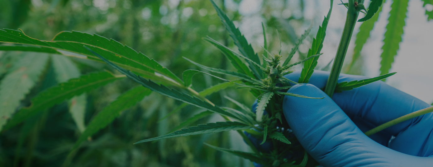 Cannabis plant
