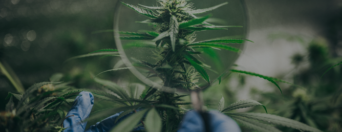 Cannabis plant growing