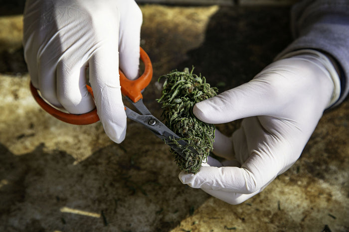 A man uses orange scissors to grind weed. 