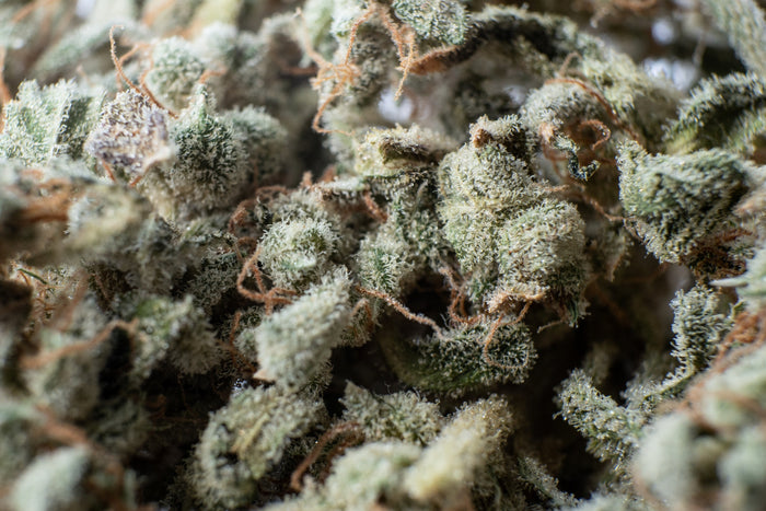 A macro shot of cannabis reveals beautiful sparkling trichomes