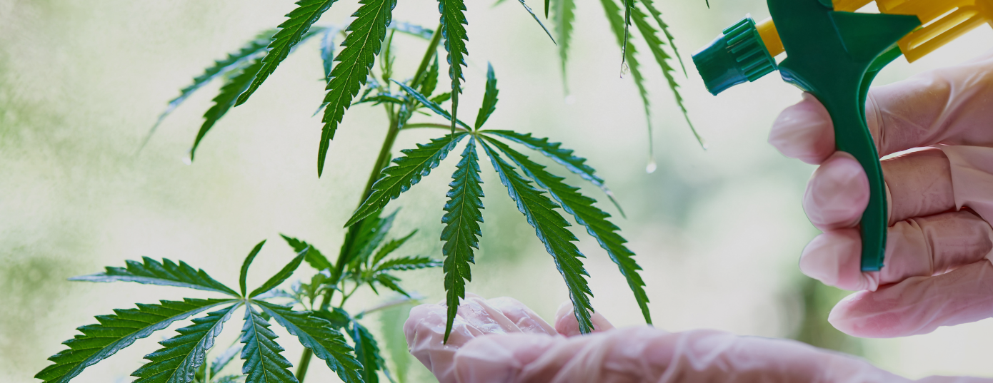 cannabis fertilizer