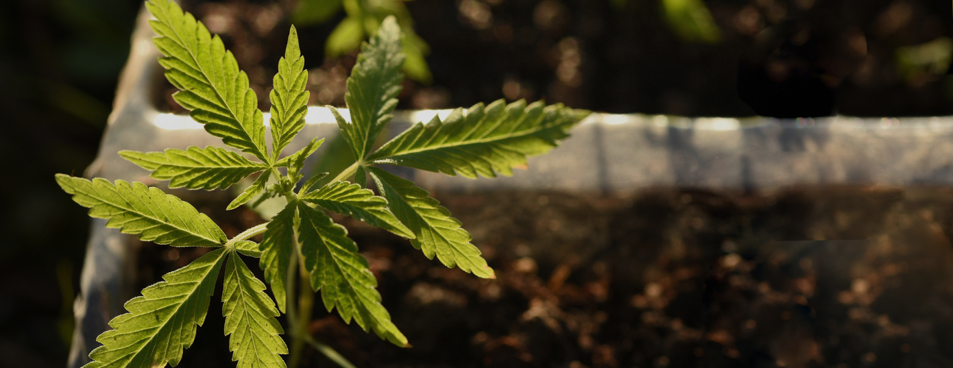 cannabis plant outside