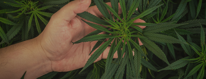 growing own cannabis