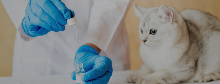 doctor giving CBD to a cat