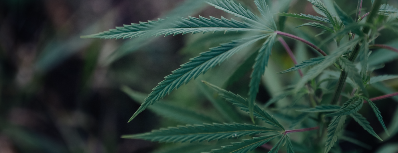 HEMP plant