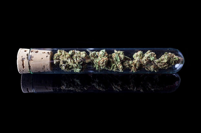 Doob tube full of cannabis flower