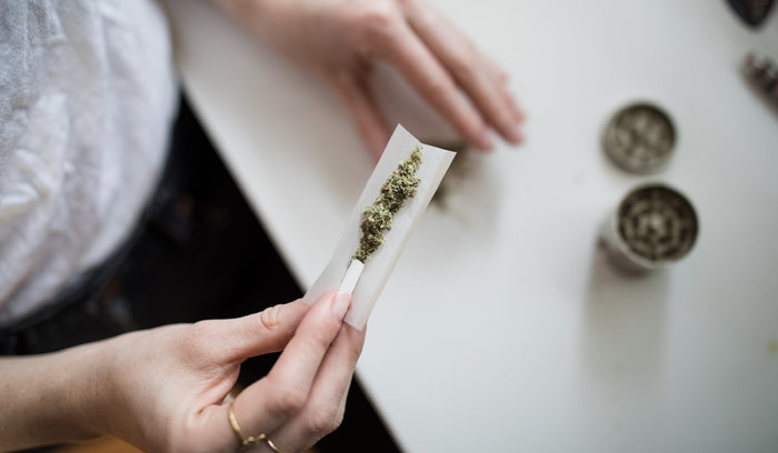 A hand holds a clear rolling paper full of ground cannabis. 