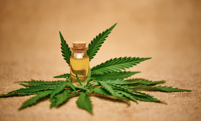 cannabis oil in a glass bottle over cannabis plants