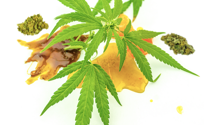 cannabis plant, dabs and flower buds