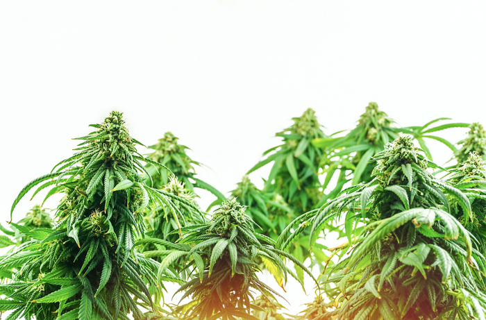cannabis strains