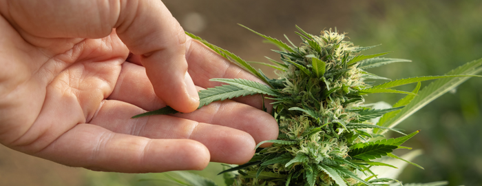 hand touching a cannabis plant