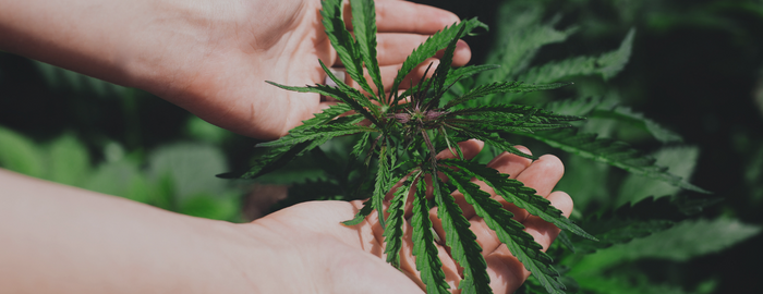 cannabis plant taken care