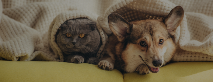 cat and dog resting on couch