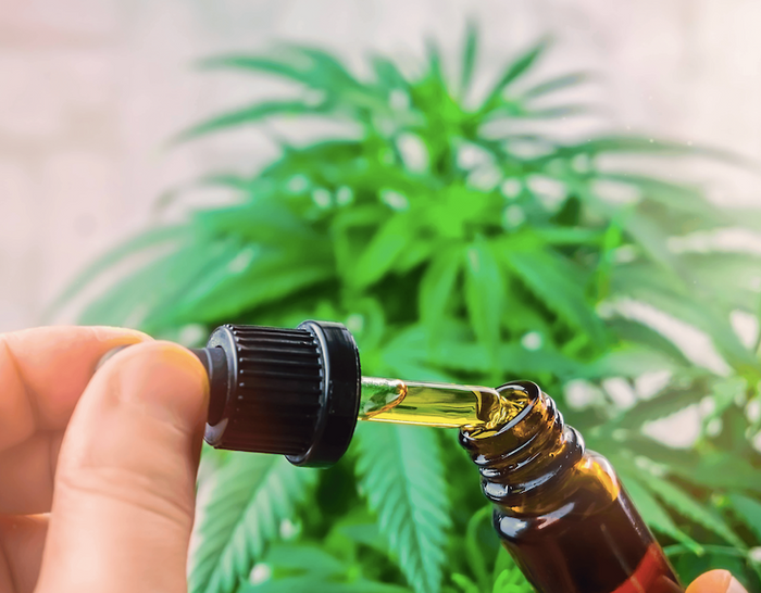 CBD oil and cannabis plant in the back