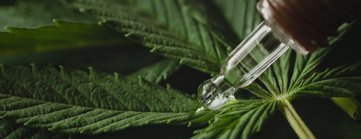 extract marijuana