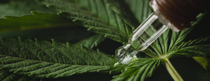 extract marijuana