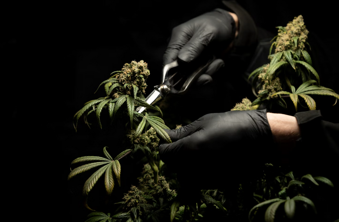 cutting hemp flower buds