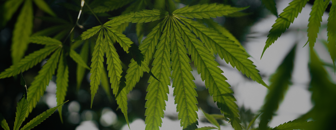hemp plant