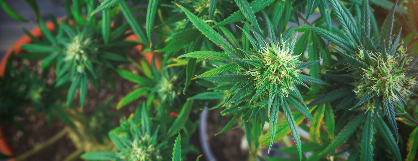 hybrid weed