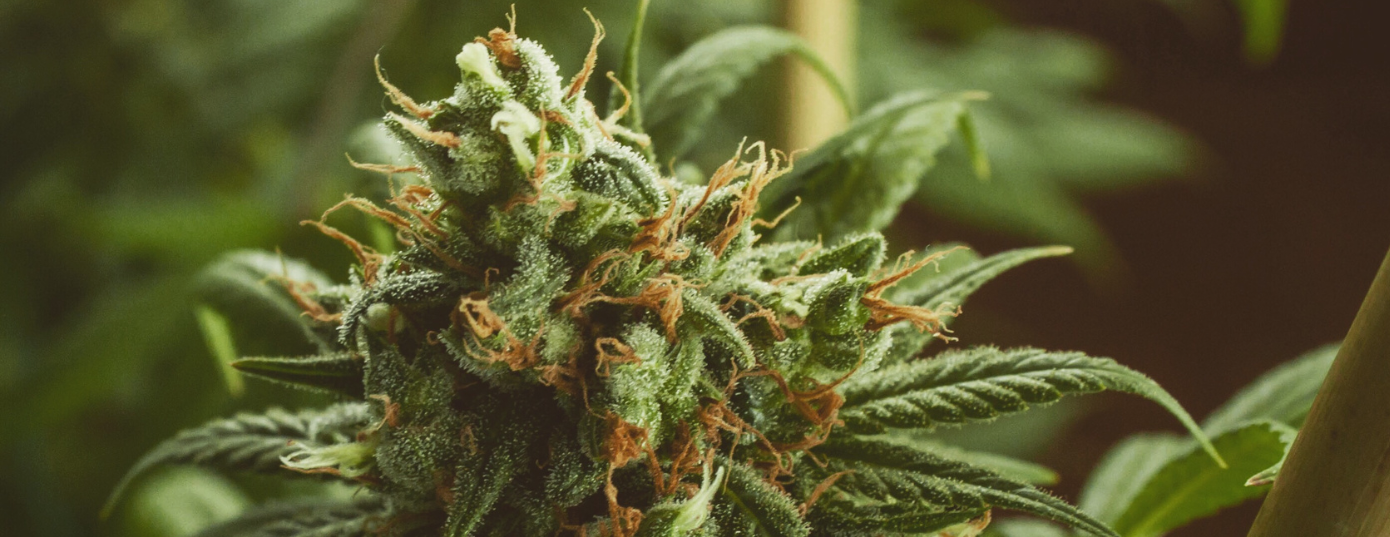 hybrid cannabis strain
