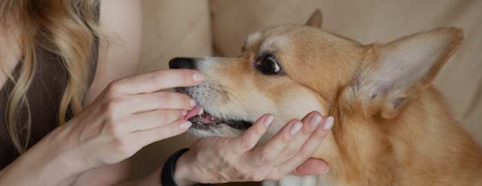 dog eating a weed joint