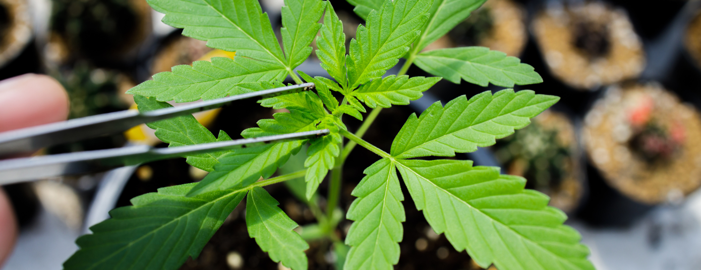 cannabis in spring