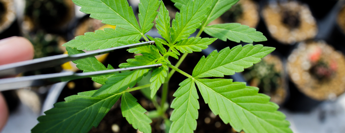 cannabis in spring
