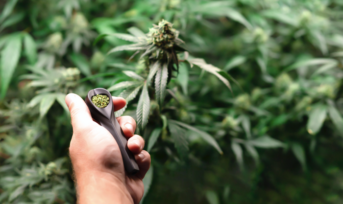 KOL mini pipe and cannabis