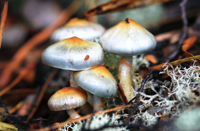 Five white mushrooms in the ground