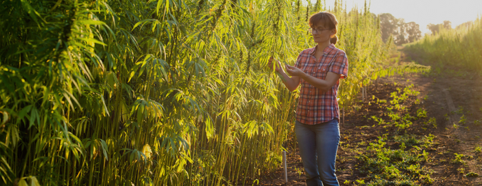 woman cultivating organic cannabis