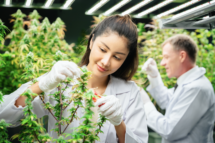 people working in the cannabis industry