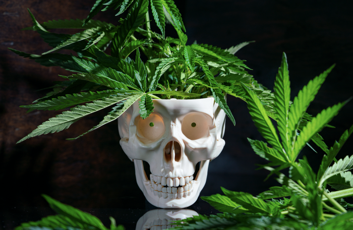skull base with cannabis plants