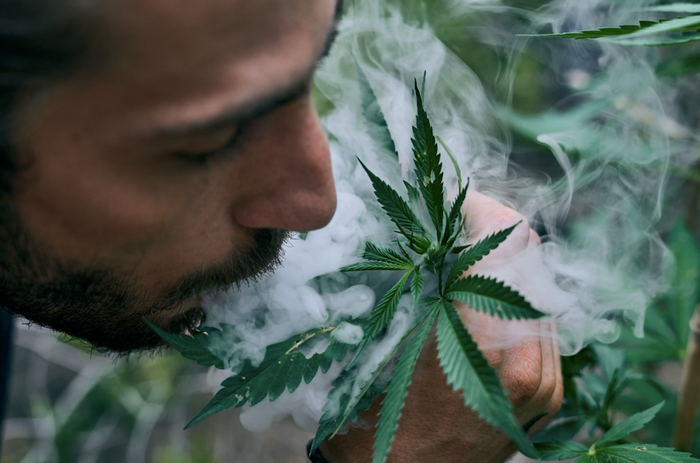 cannabis smoker
