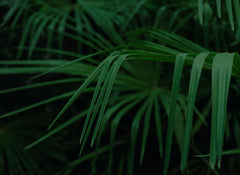 green palm leaves